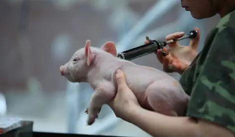 猪瘟最新爆料新闻,揭秘病毒传播途径与防控措施